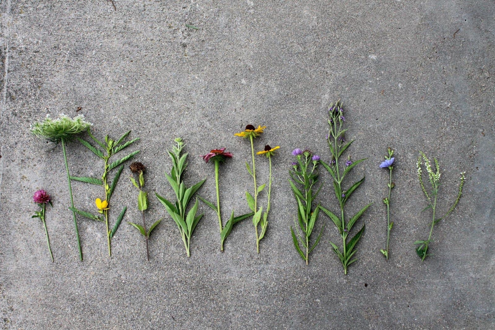 assorted wildflowers on the ground