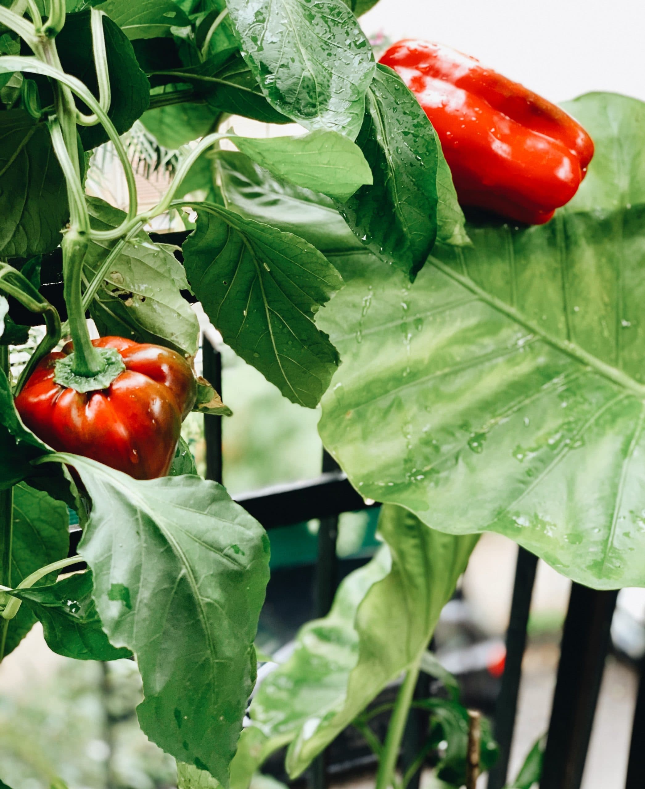 bell peppers