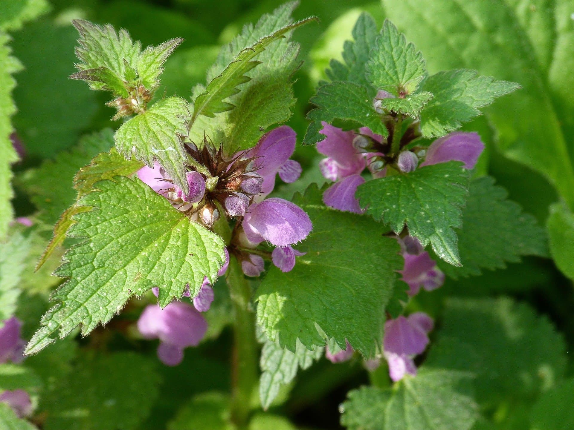 dead nettle plant