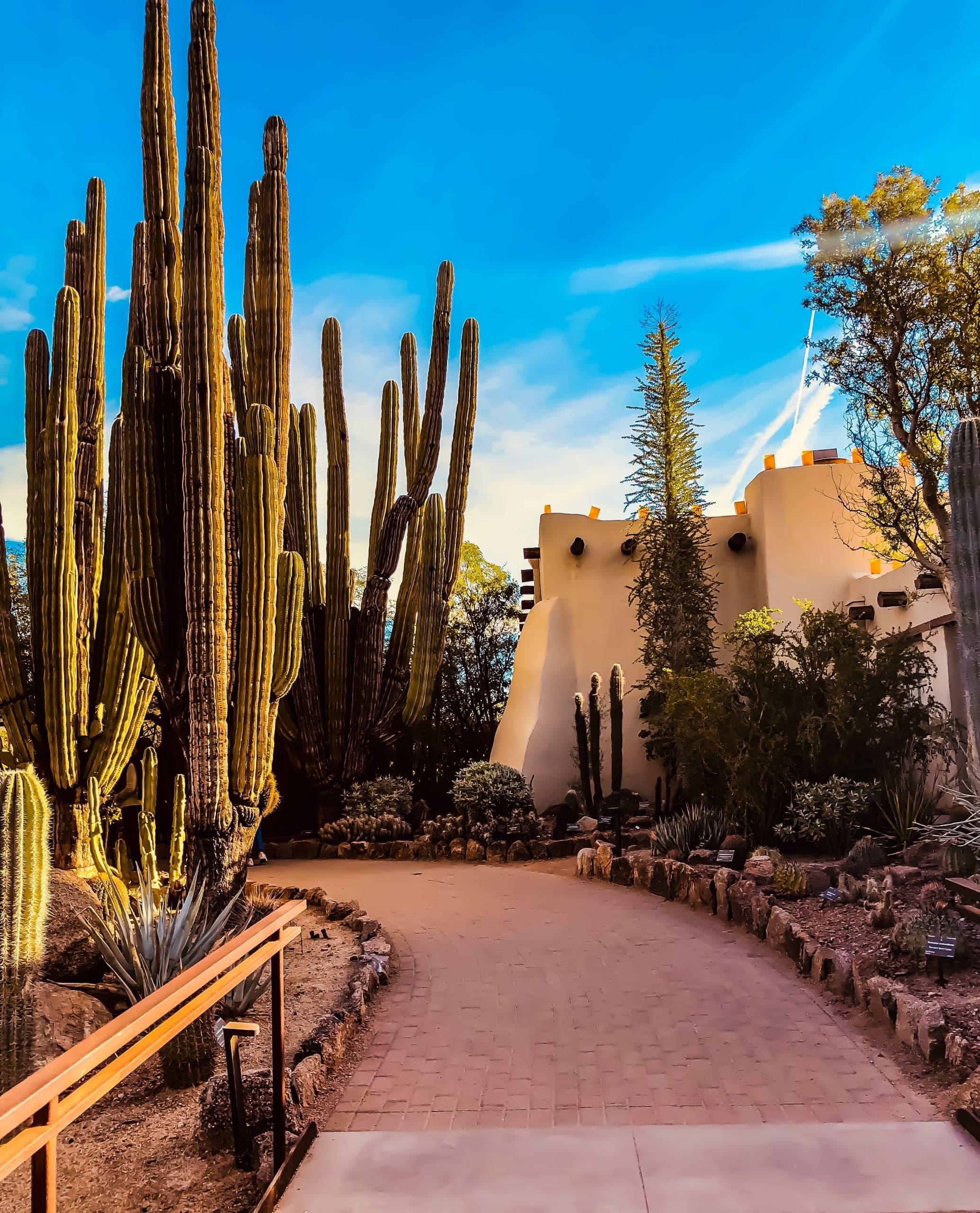 desert botanical garden