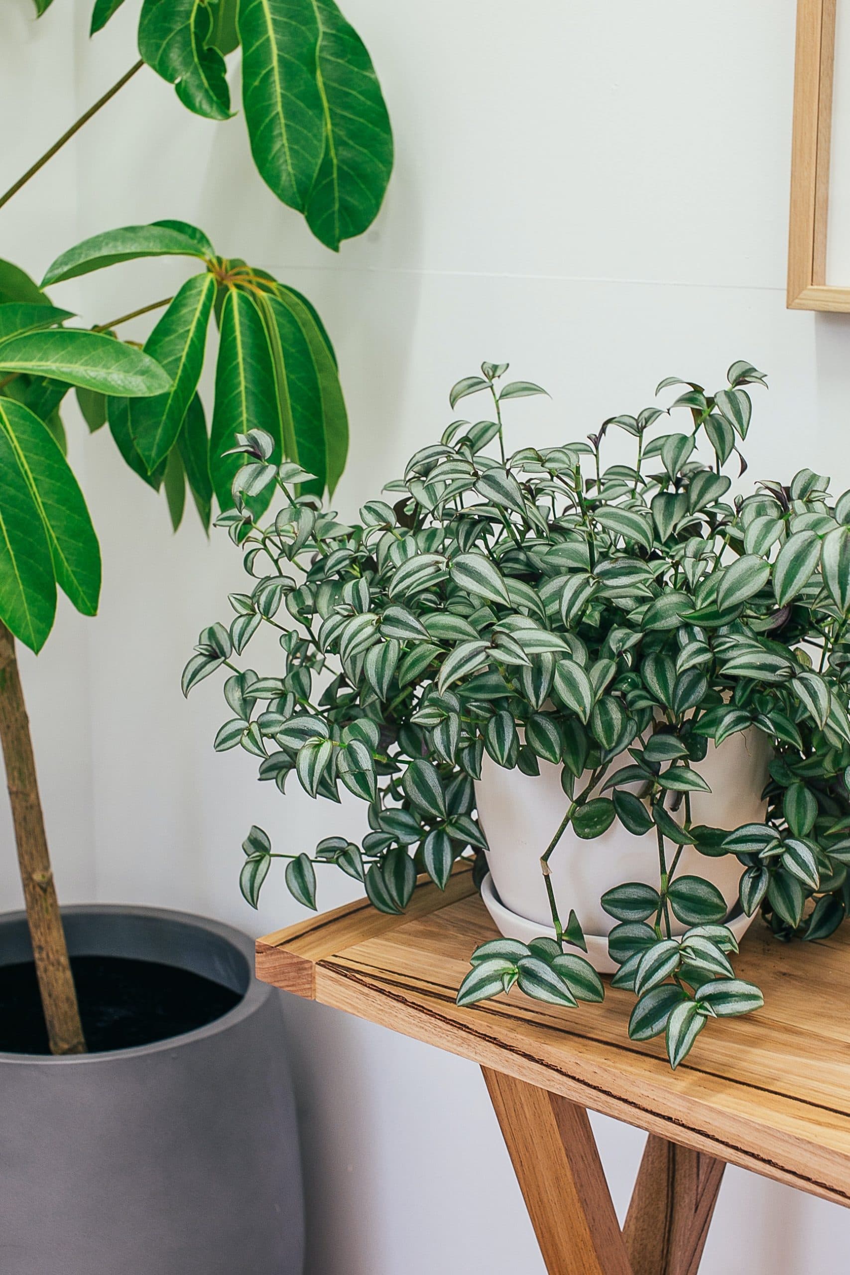houseplants in a corner