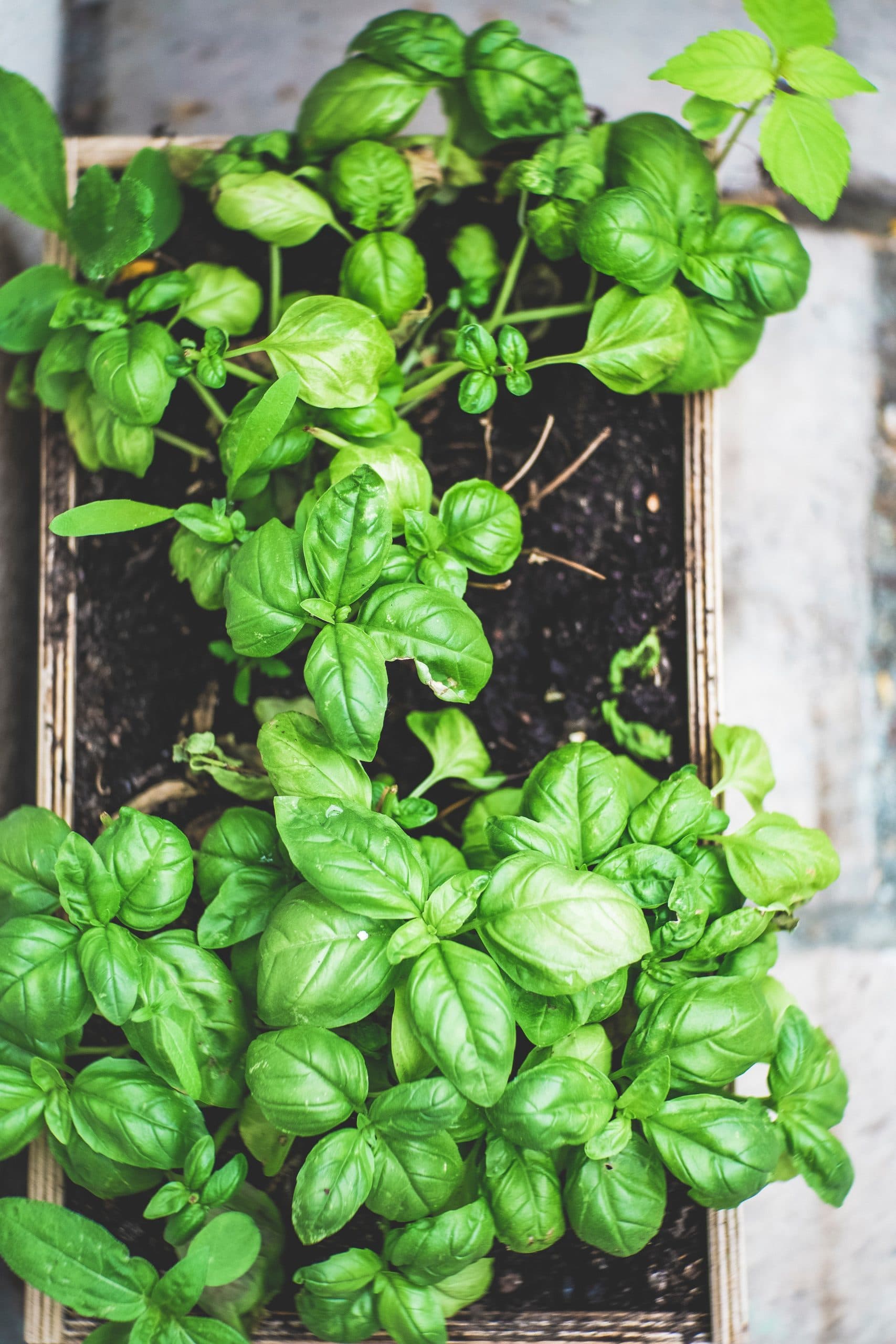 plant in soil pot