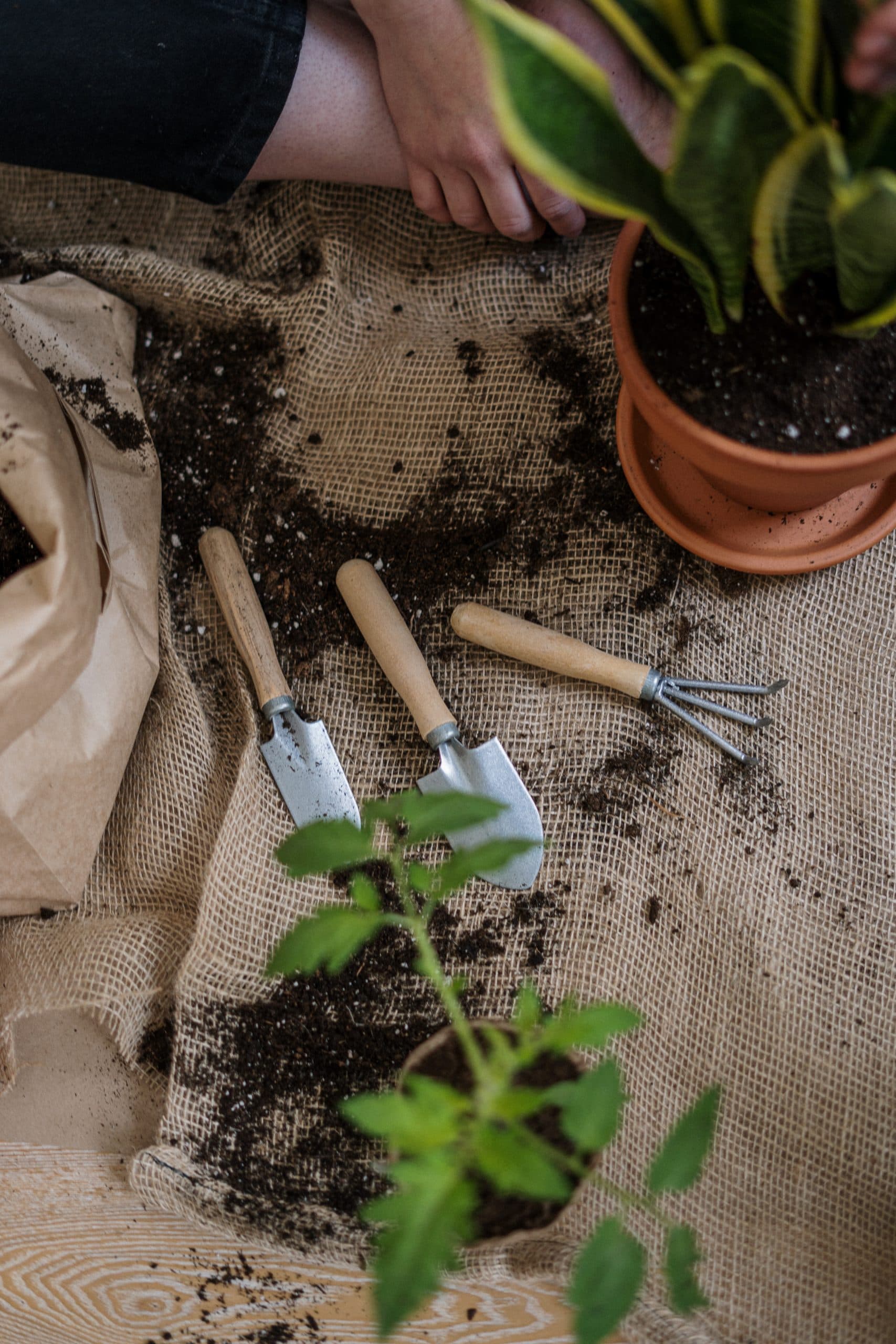 understanding fertilizer: plant potting tools