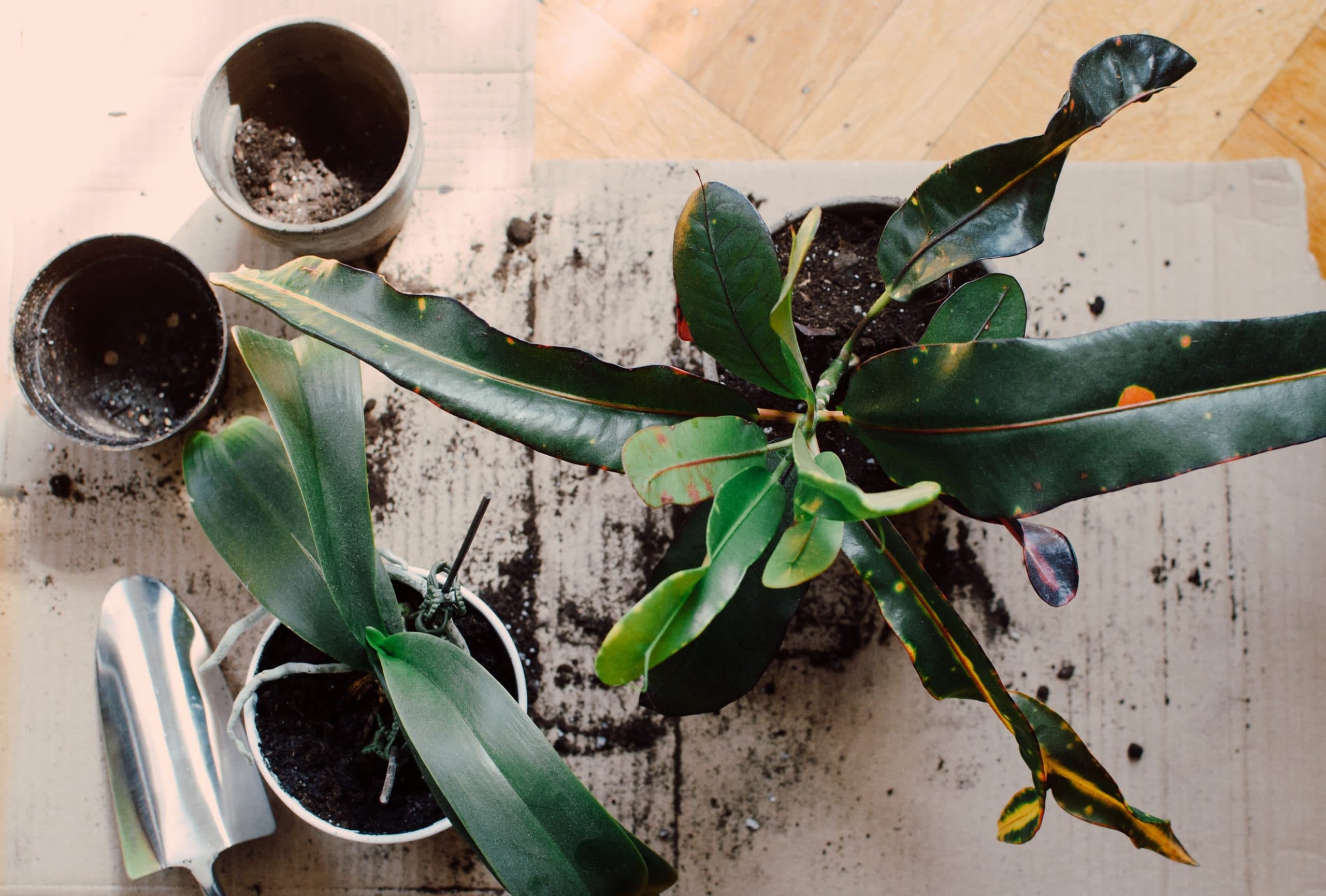 potting plants