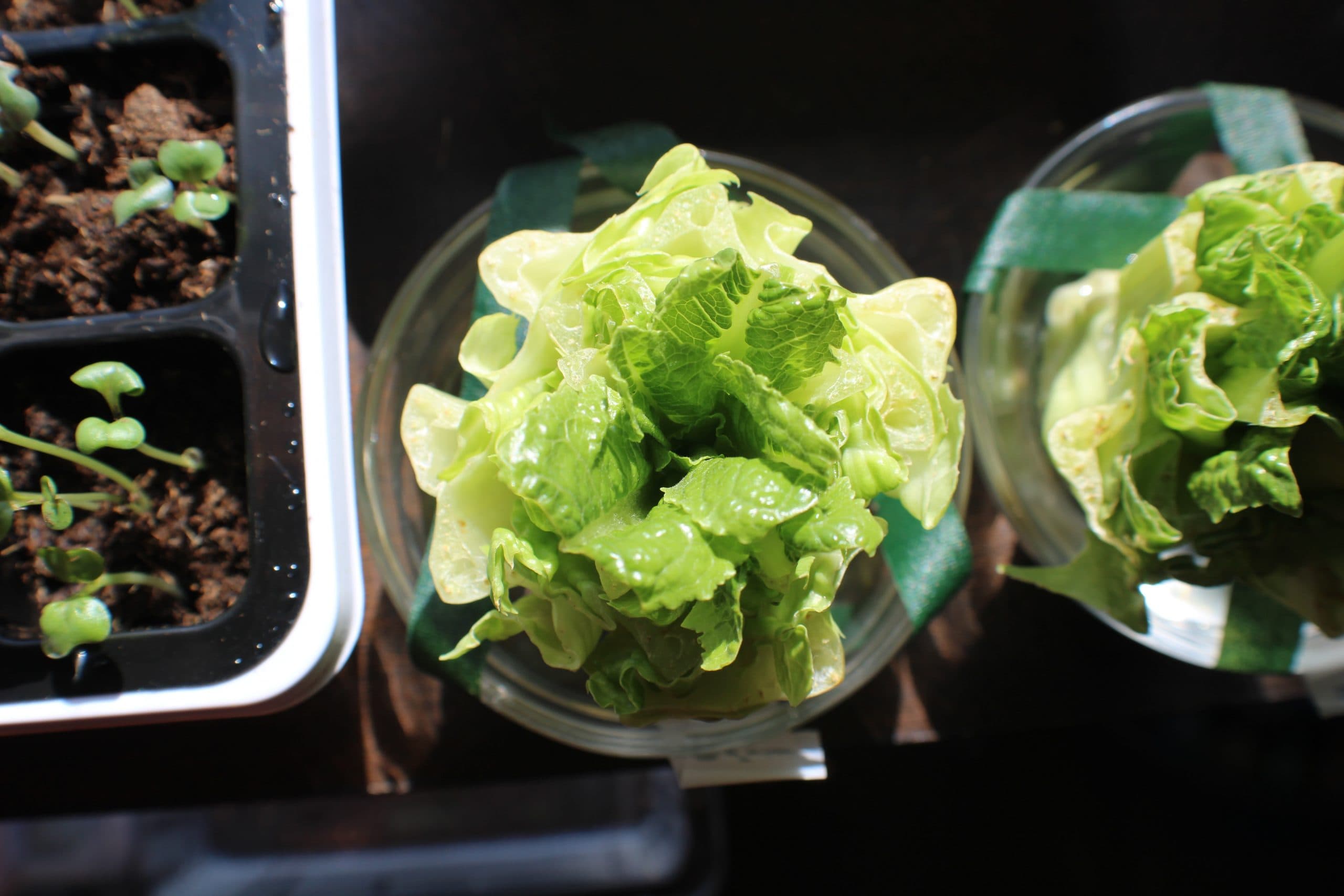 vegetable in container