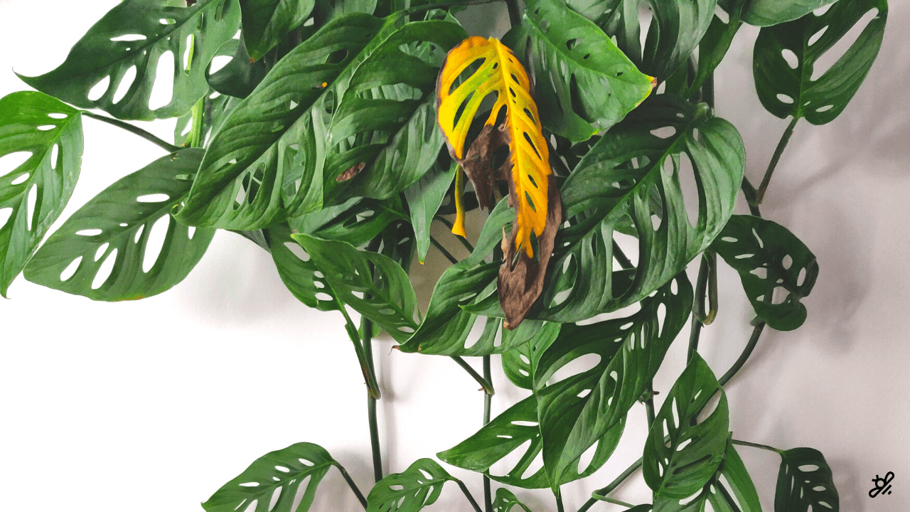yellow leaves plant