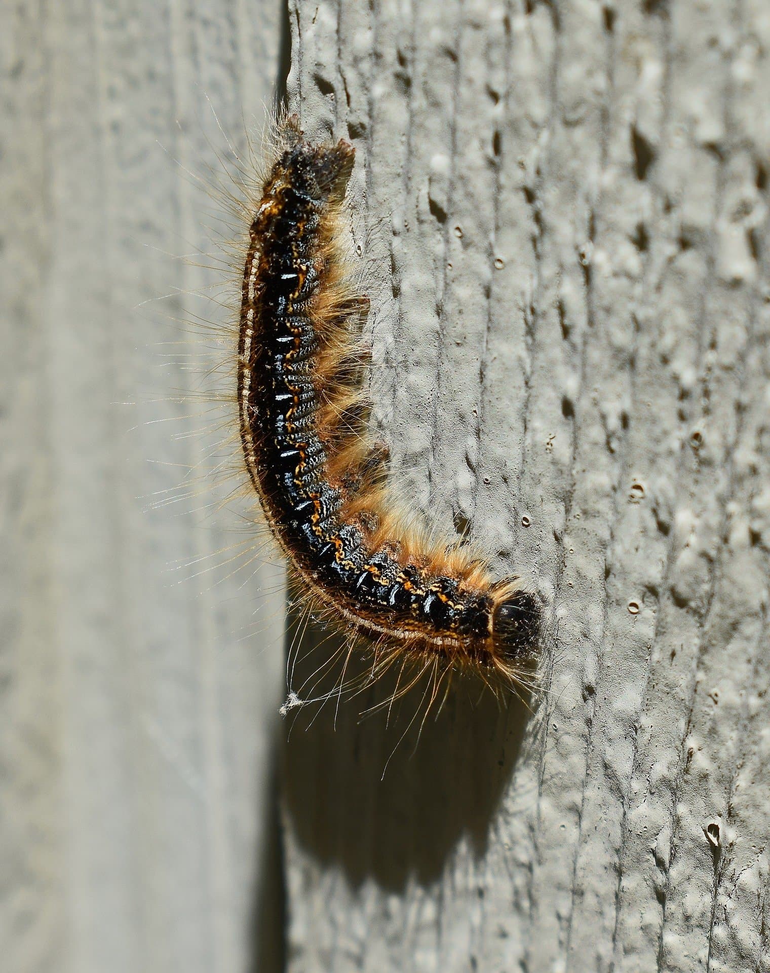 Gypsy Moth Caterpillar