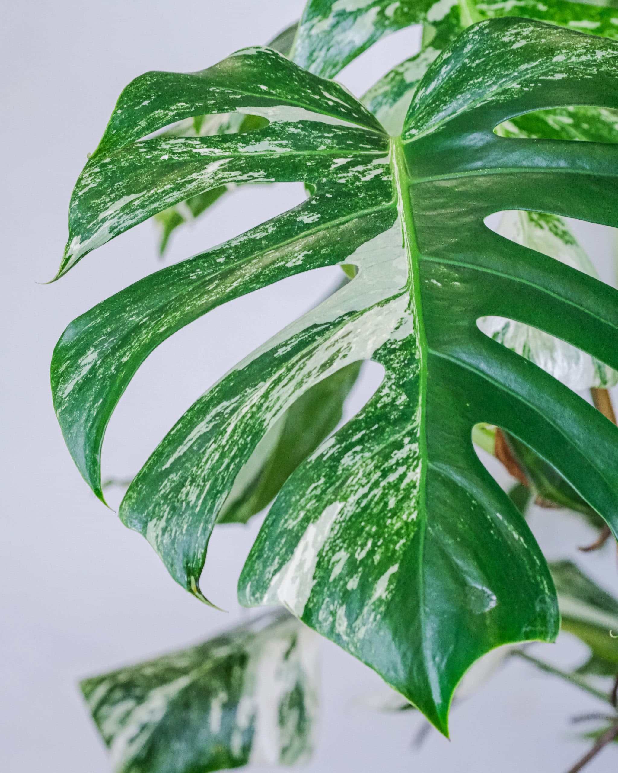 Monstera plant
