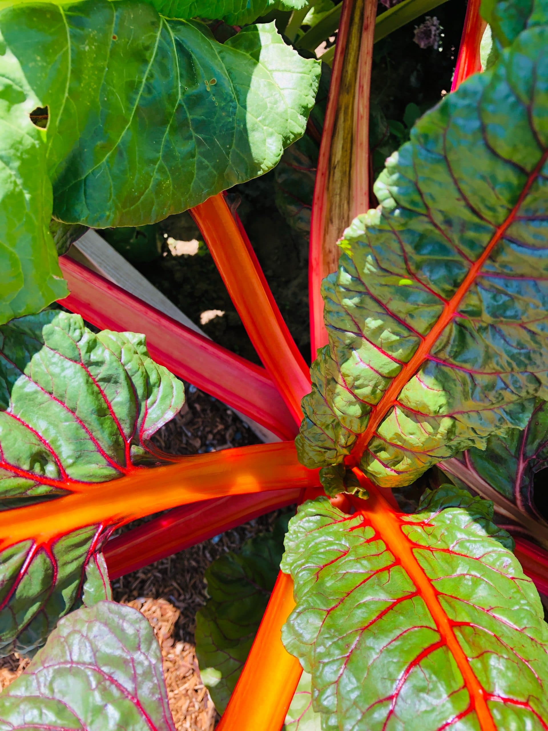 Rhubarb Plant