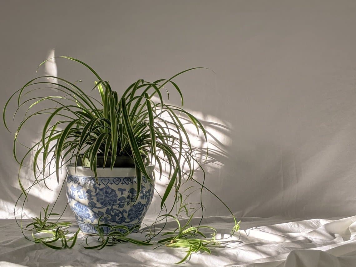 Spider plant