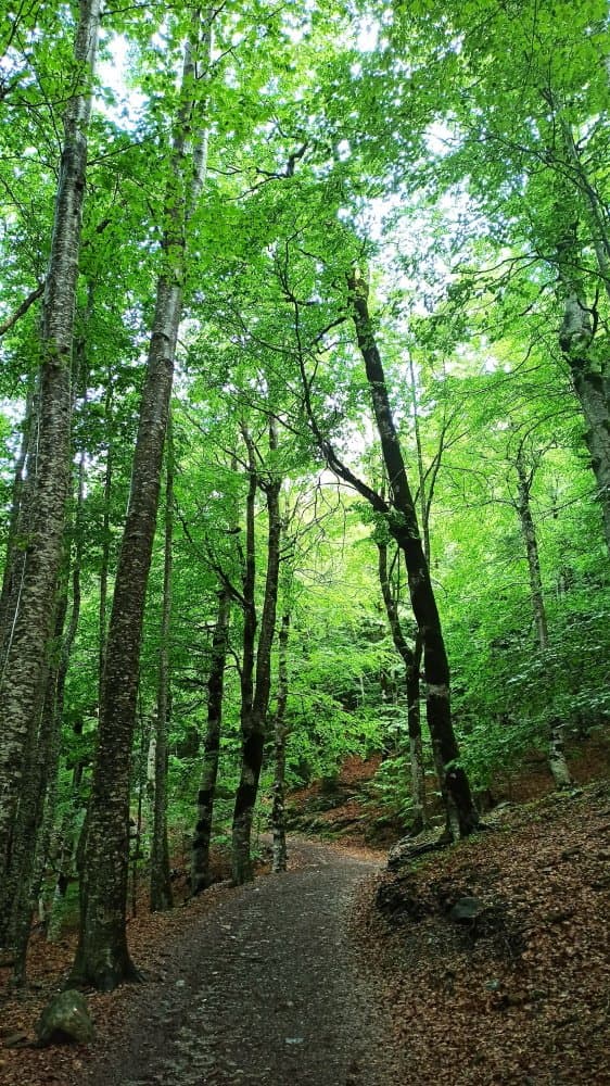 forest hiking trail