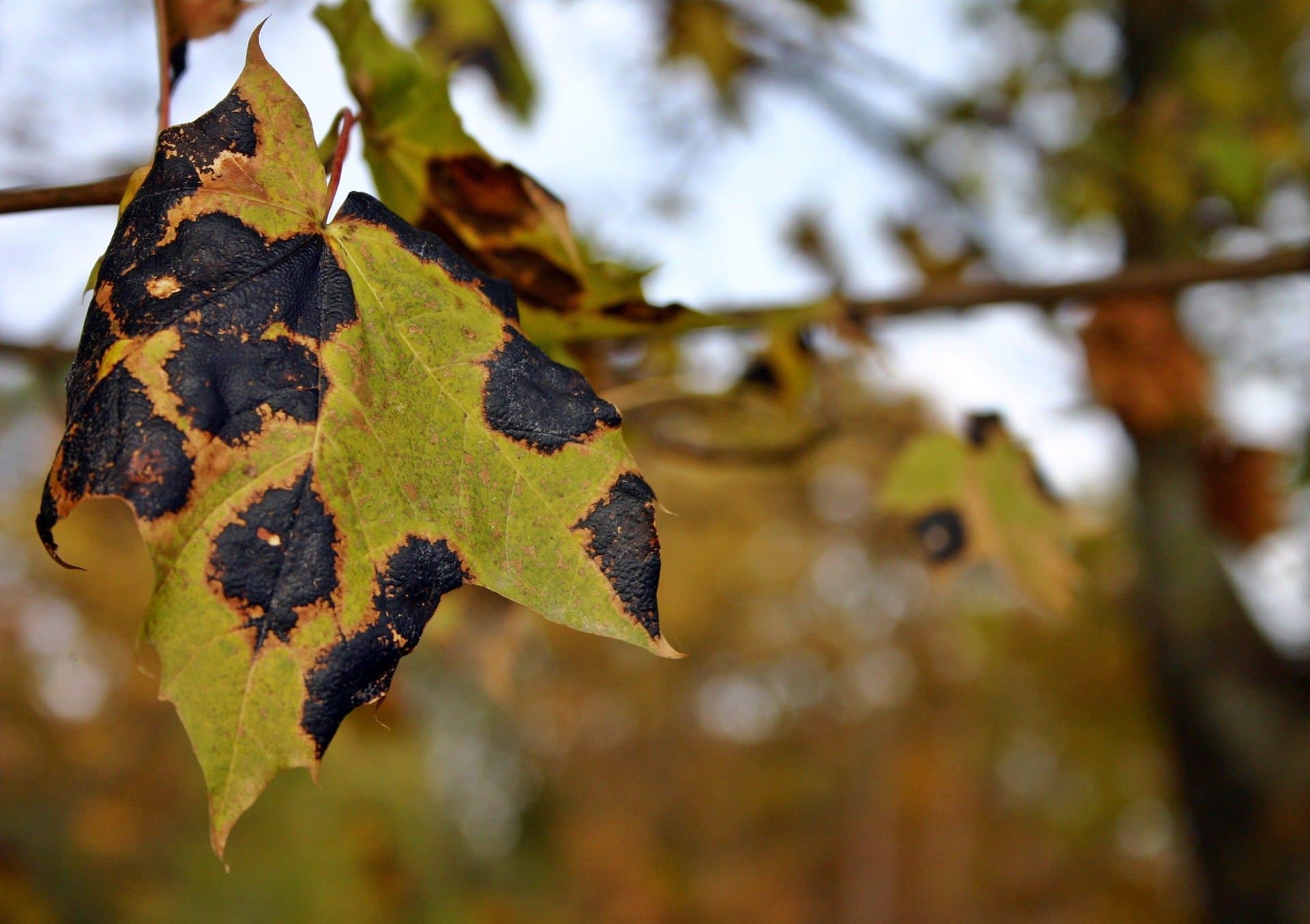 leaf tar stain disease