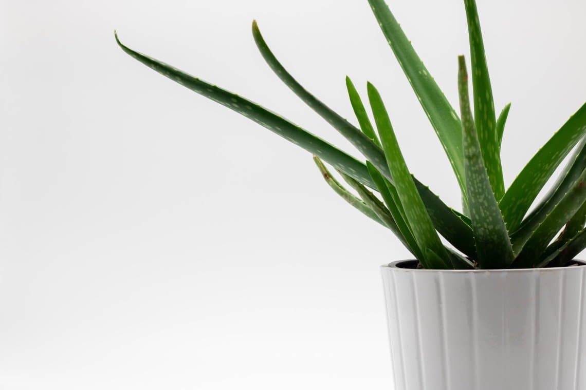 Aloe Vera Plant