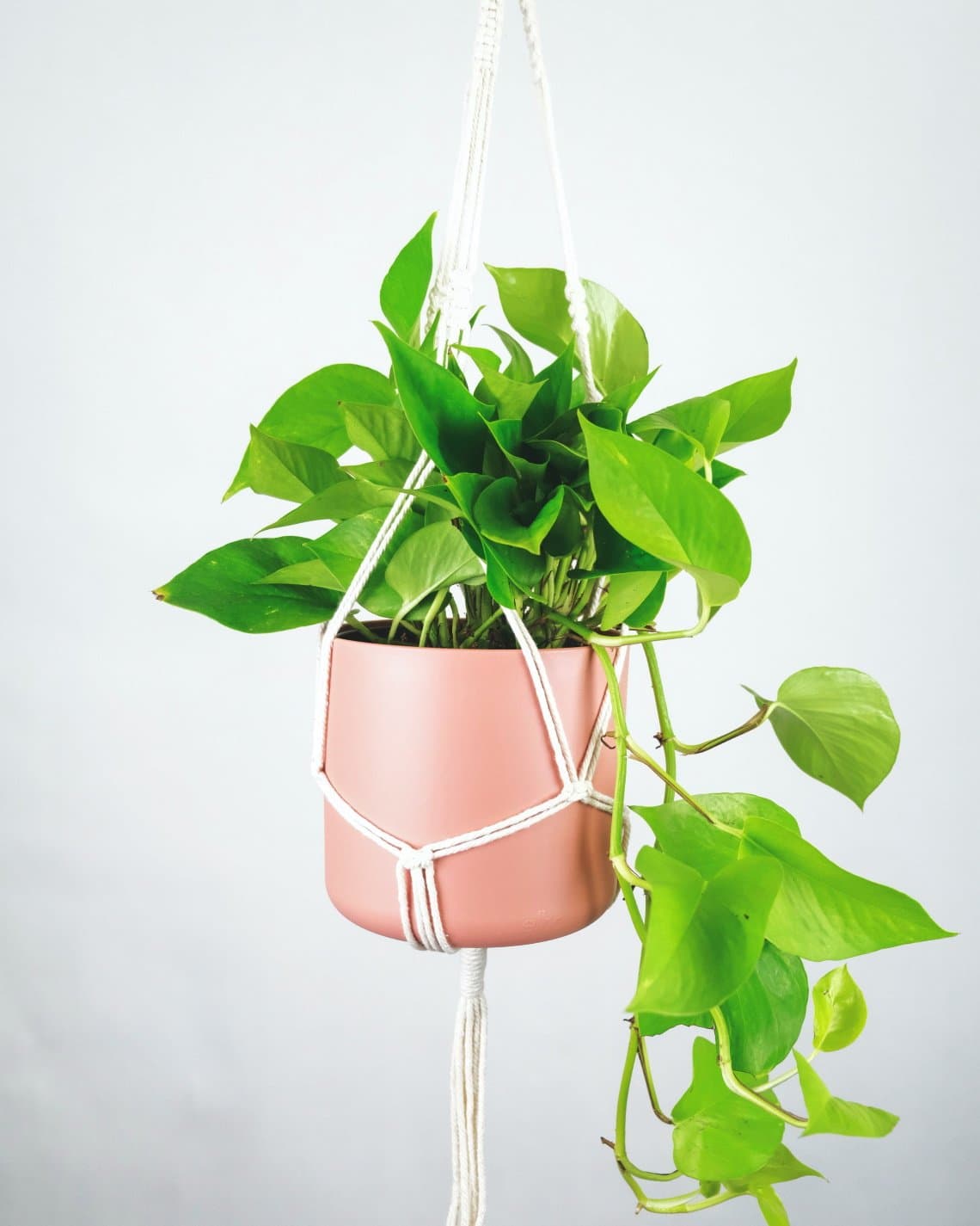 Golden pothos