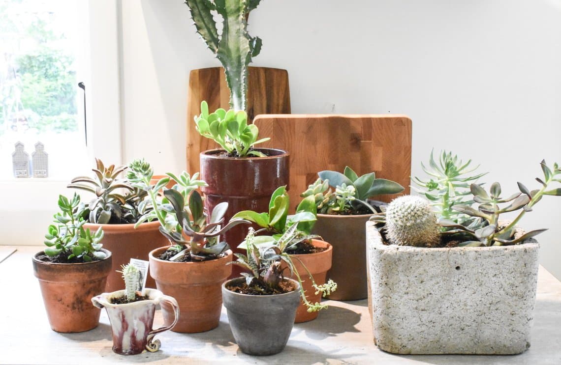 assorted houseplants display