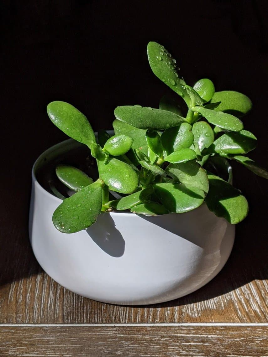 jade plant (crassula argentea)