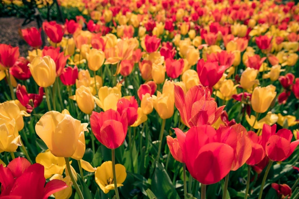 red and yellow flowers field