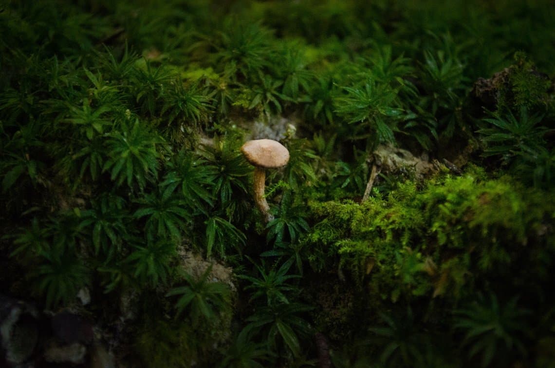 sphagnum moss