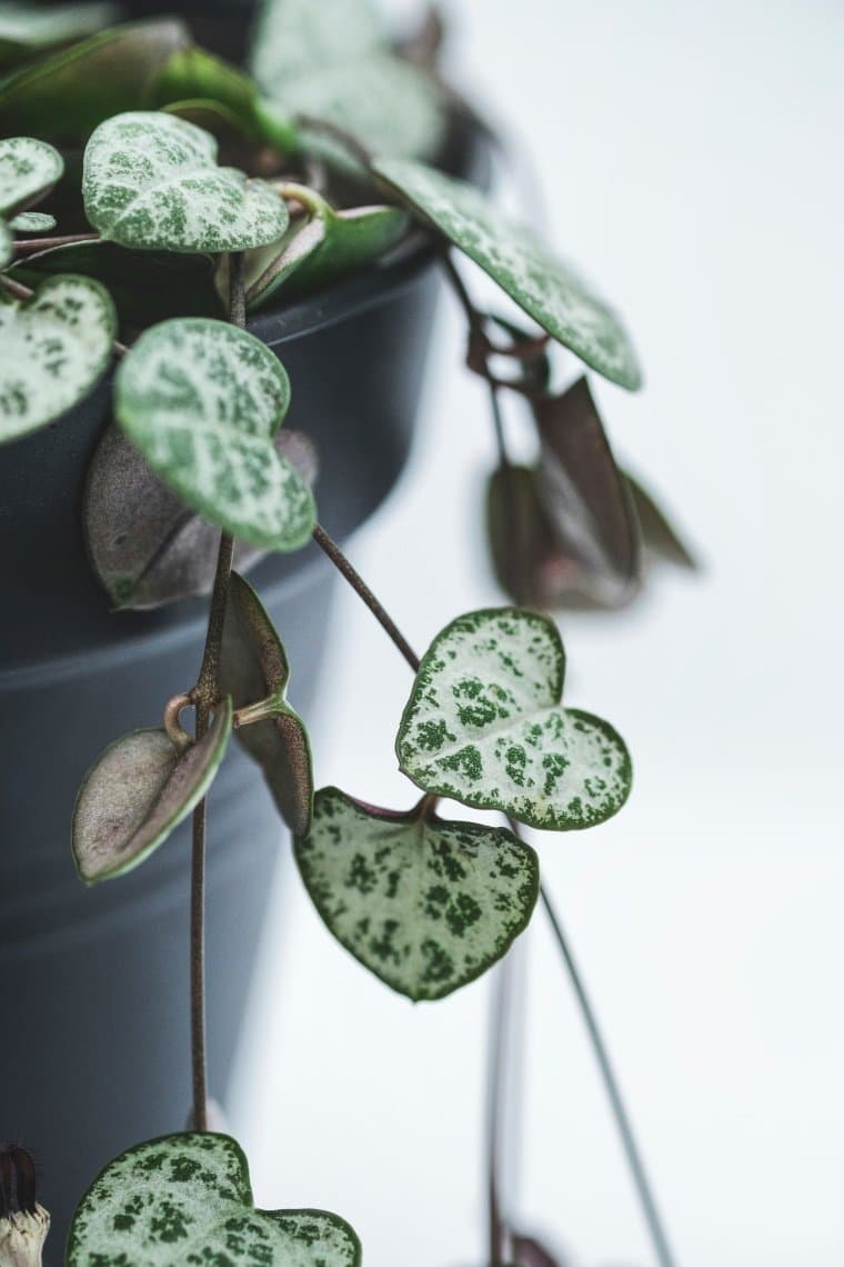 string of hearts houseplant