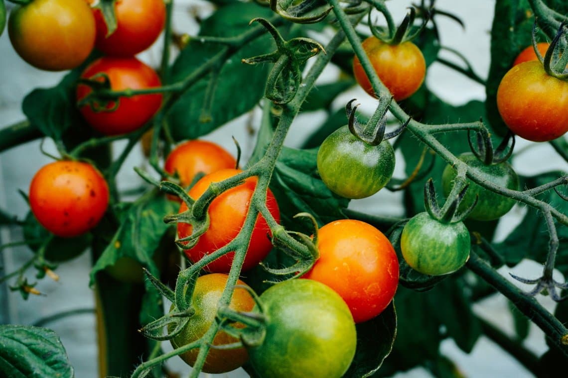 tomatoes growing on vine