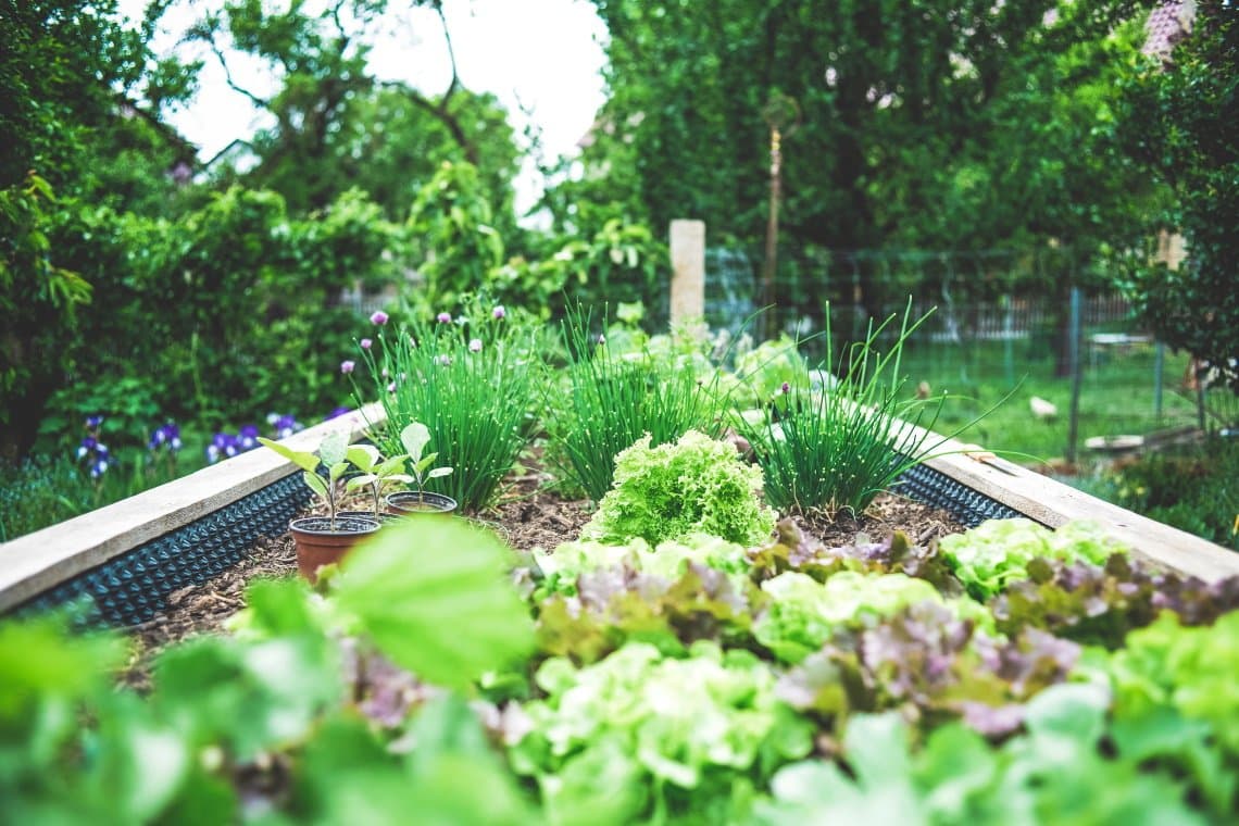 vegetable garden bed