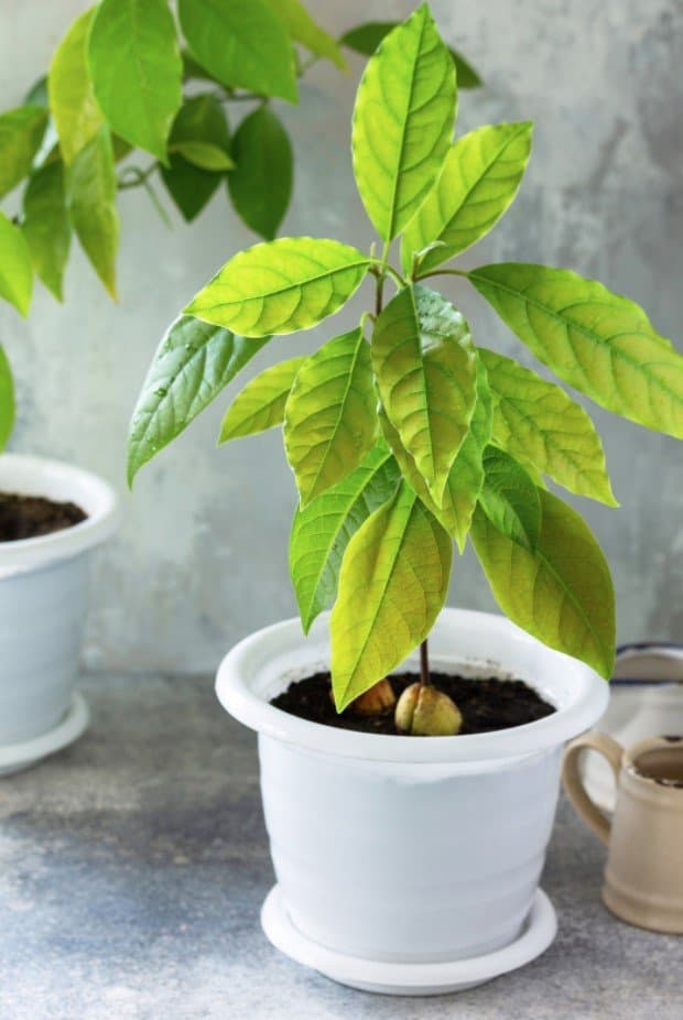 avocado plant