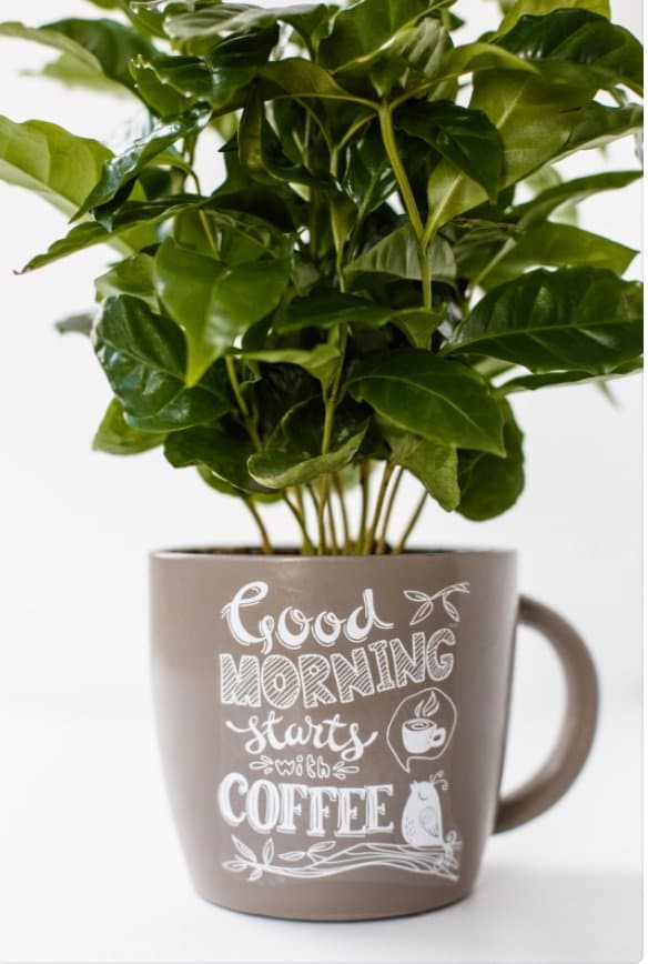 coffee plant mug
