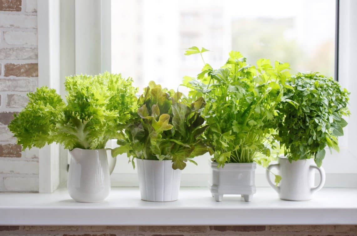herb containers indoors ledge