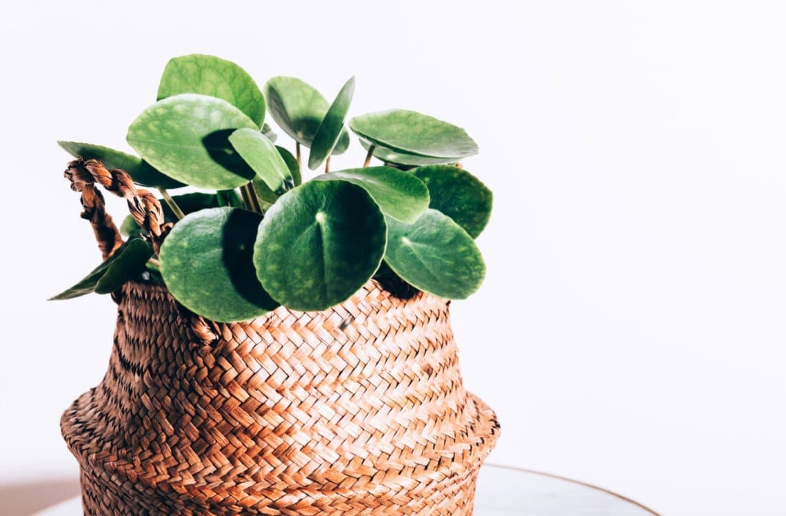pilea peperomioides