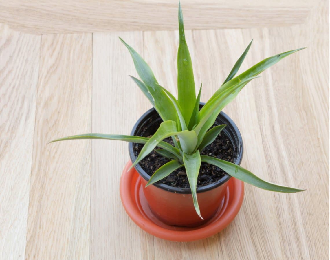 pineapple plant
