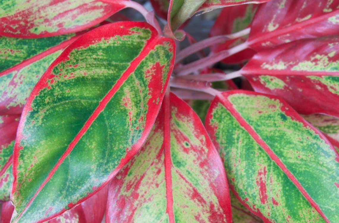 red chinese evergreen houseplant