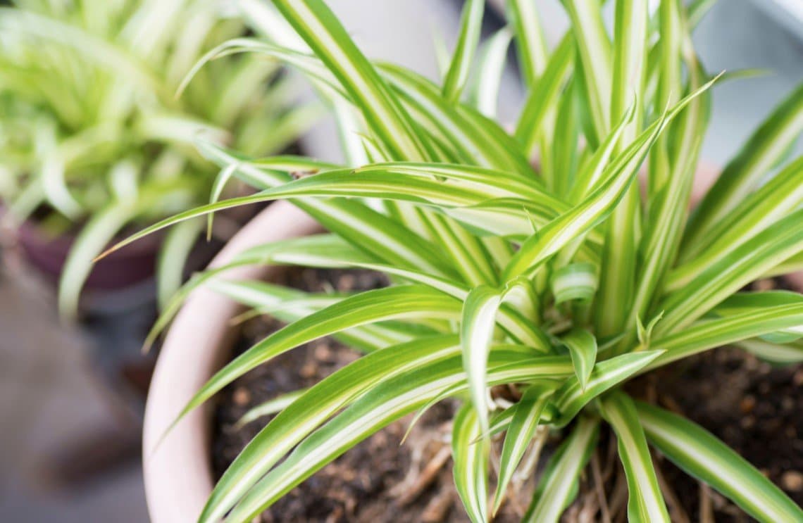 spider plant