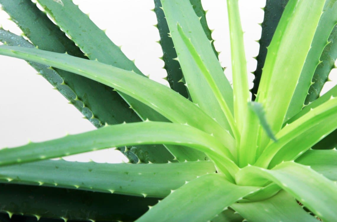 Aloe Vera