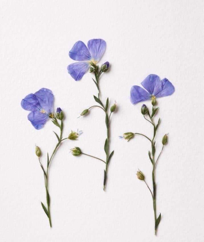 dried flower art