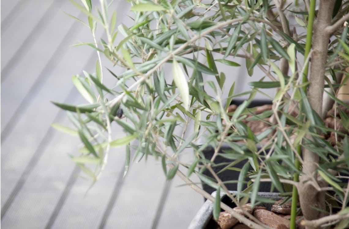 olive tree plant