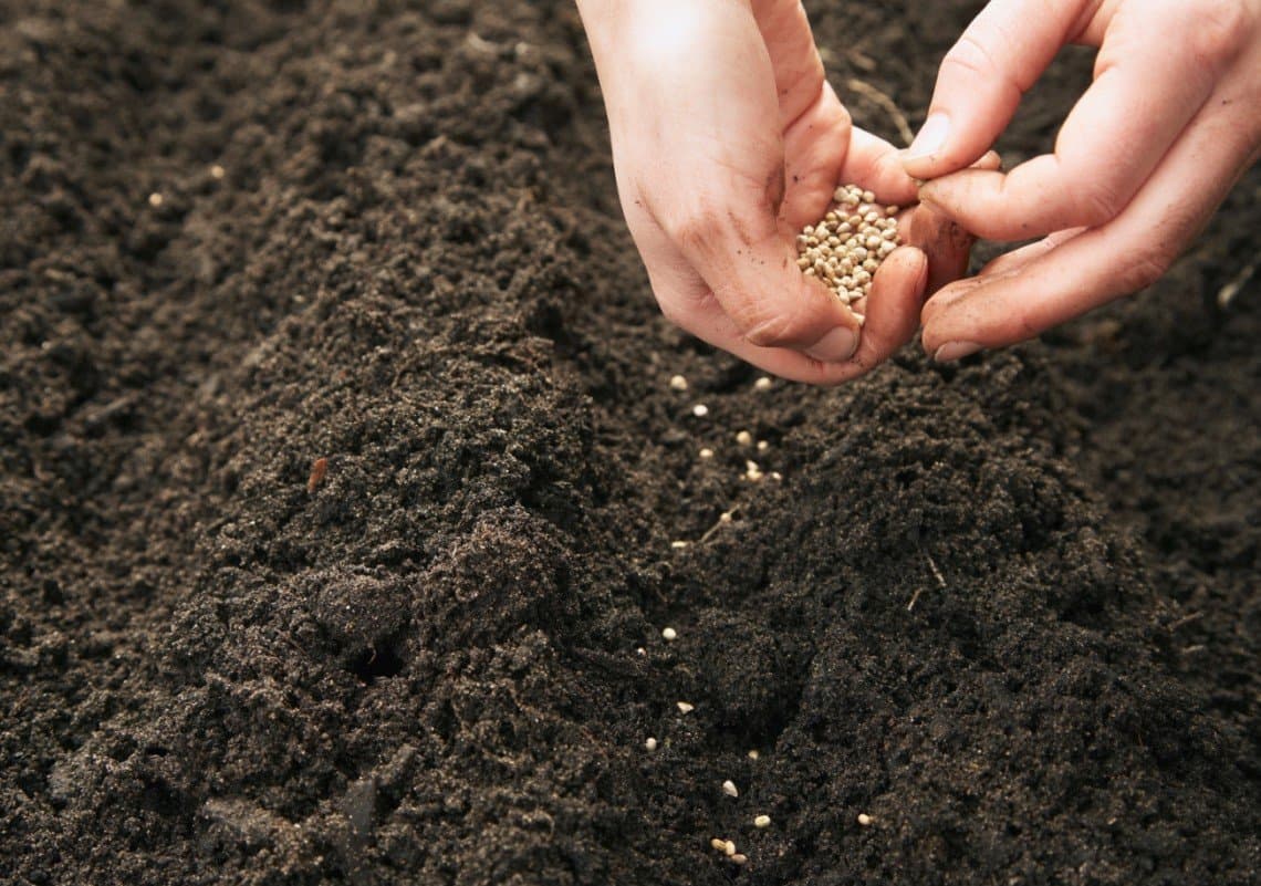 planting seeds