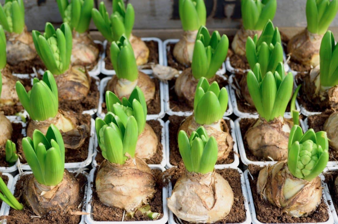 spring bulb