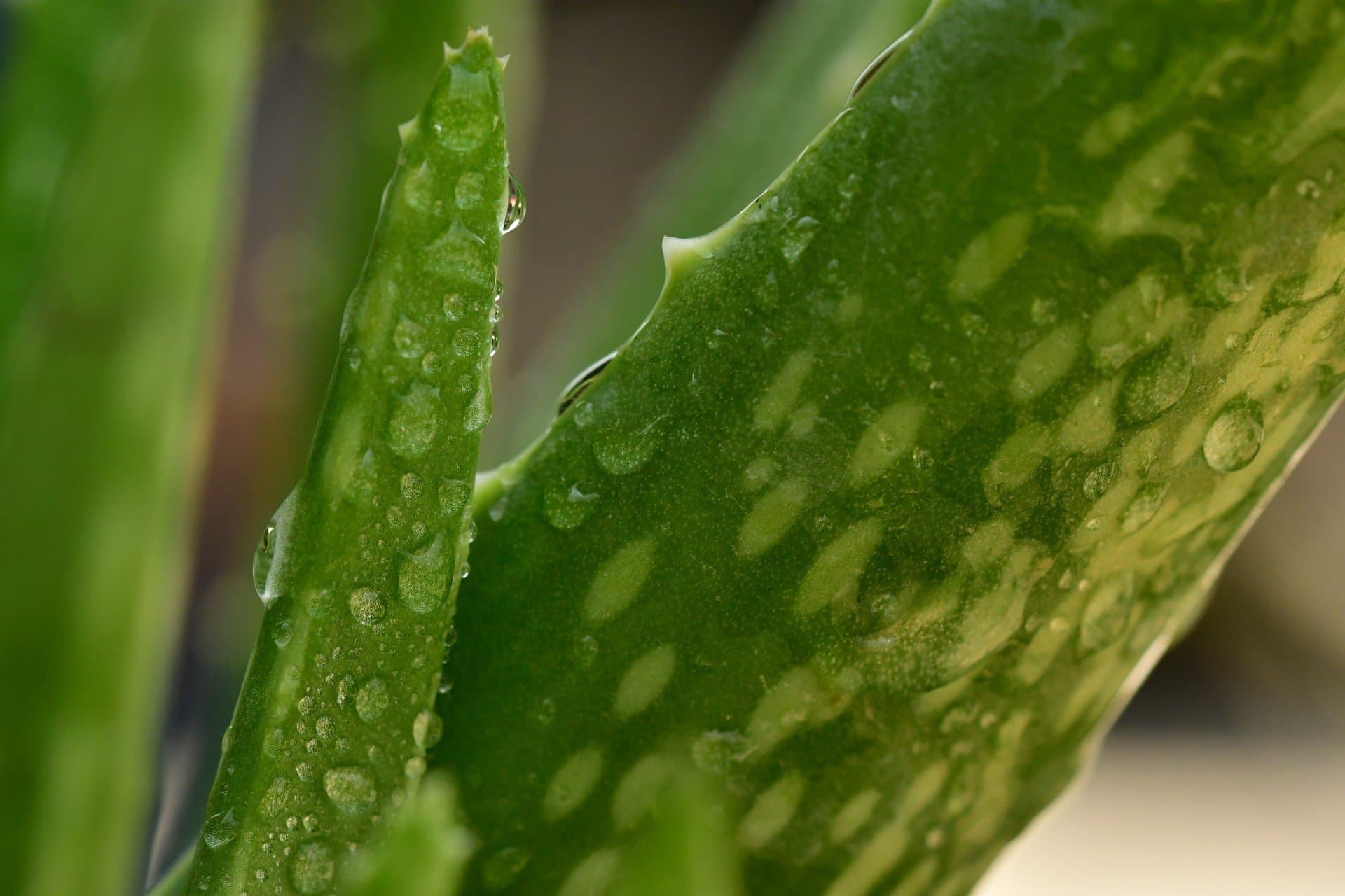 green aloe vera plant by pisauikan unsplash