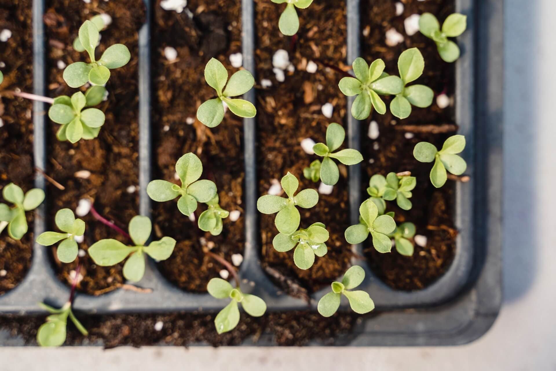 planting seedlings by greta-hoffman pexels