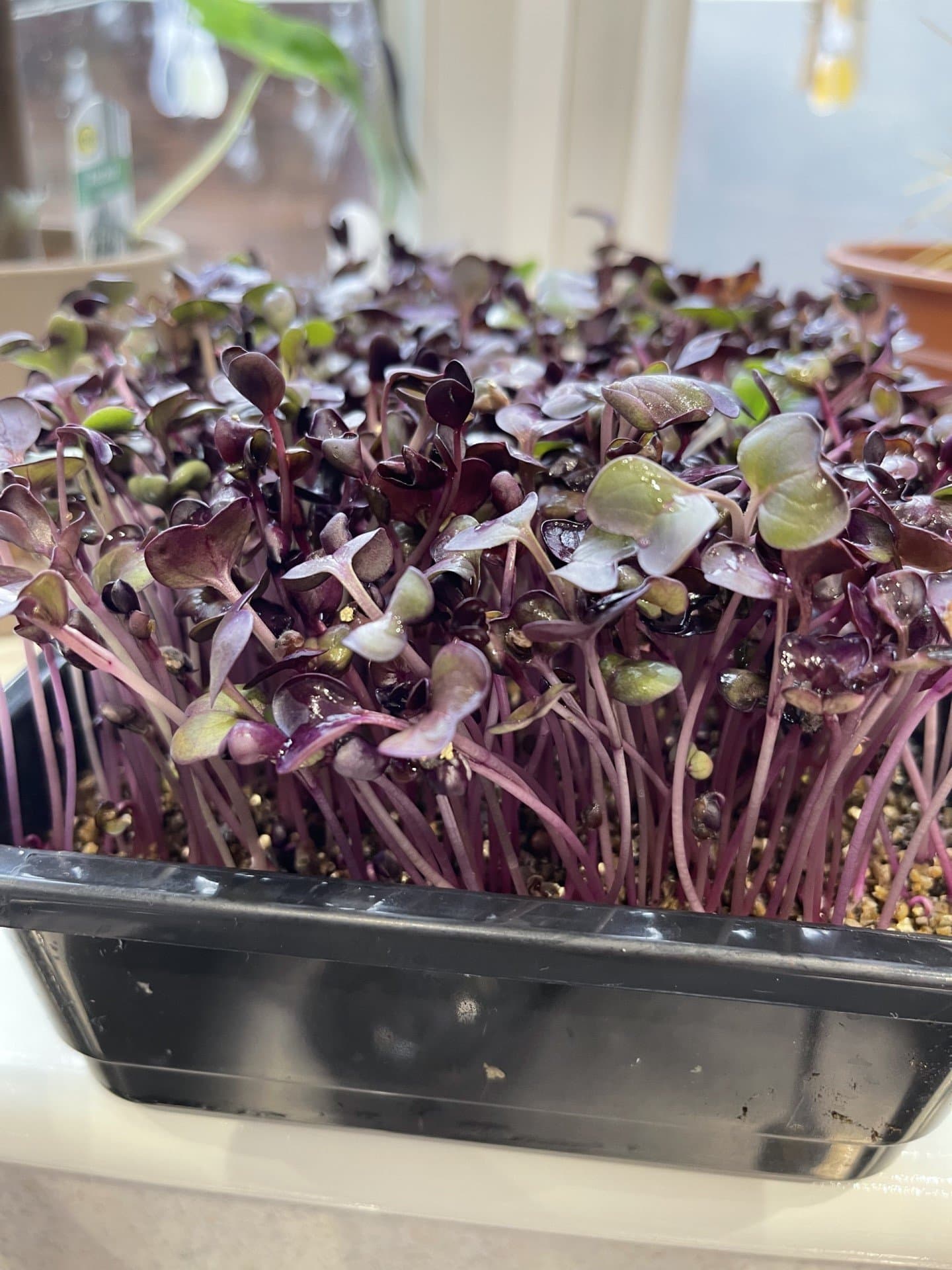 microgreens