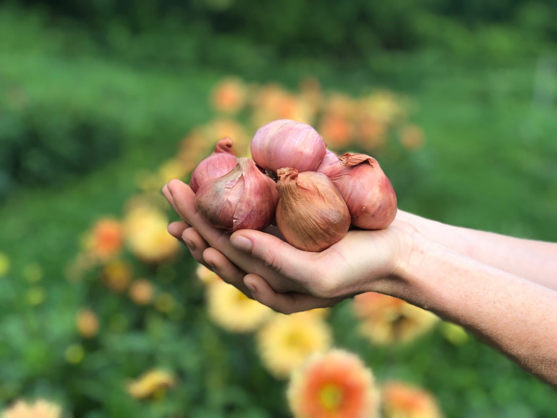 organic dutch red shallot