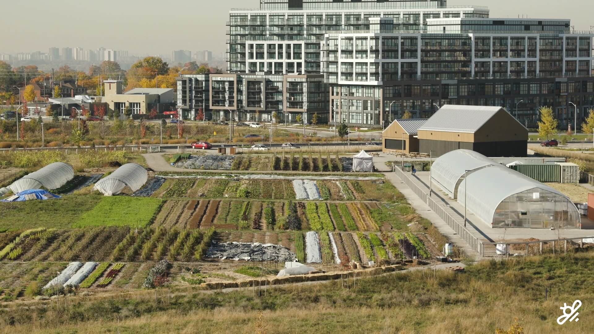 What is an urban farm and why are they so important?
