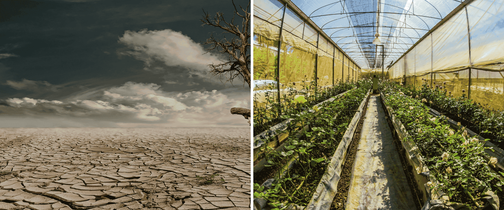 Building Climate Resilience: Essential Strategies for Weather-Proof Gardens