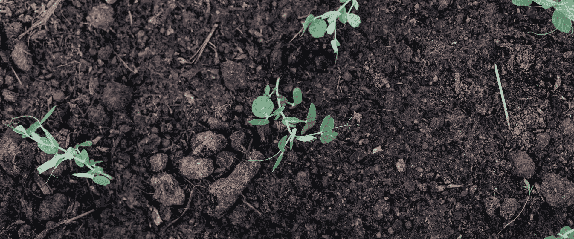 Mastering Seasonal Transitions: Your Complete Guide to Autumn & Spring Garden Shifts