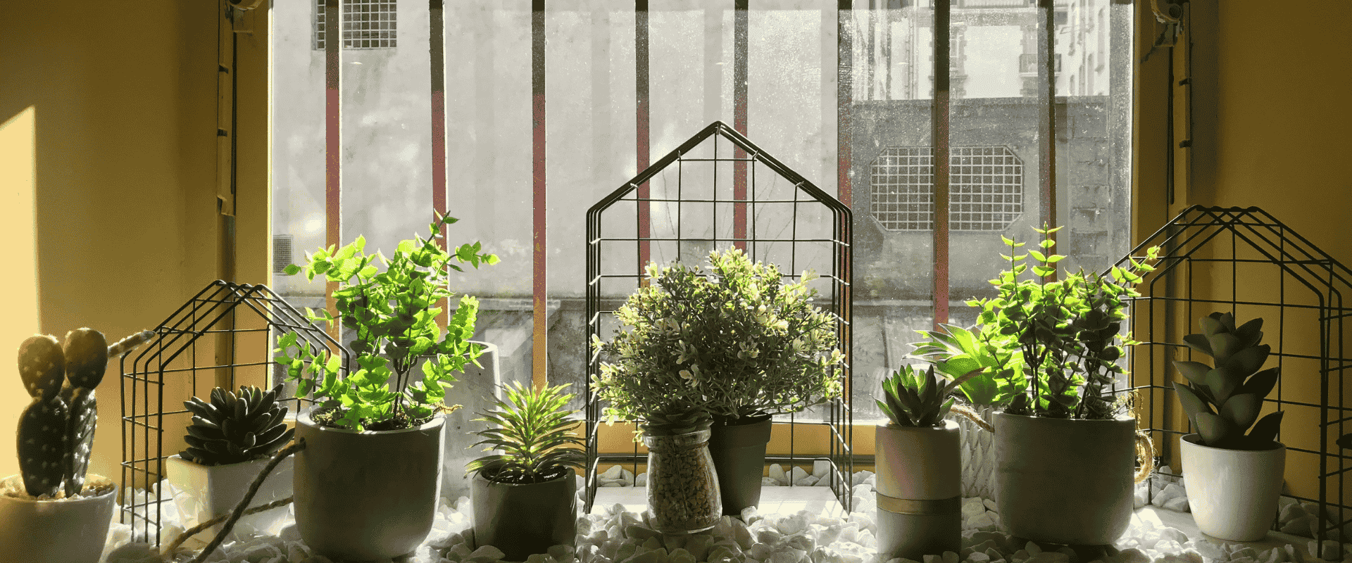 Indoor Gardening Success: From Windowsills to Grow Rooms